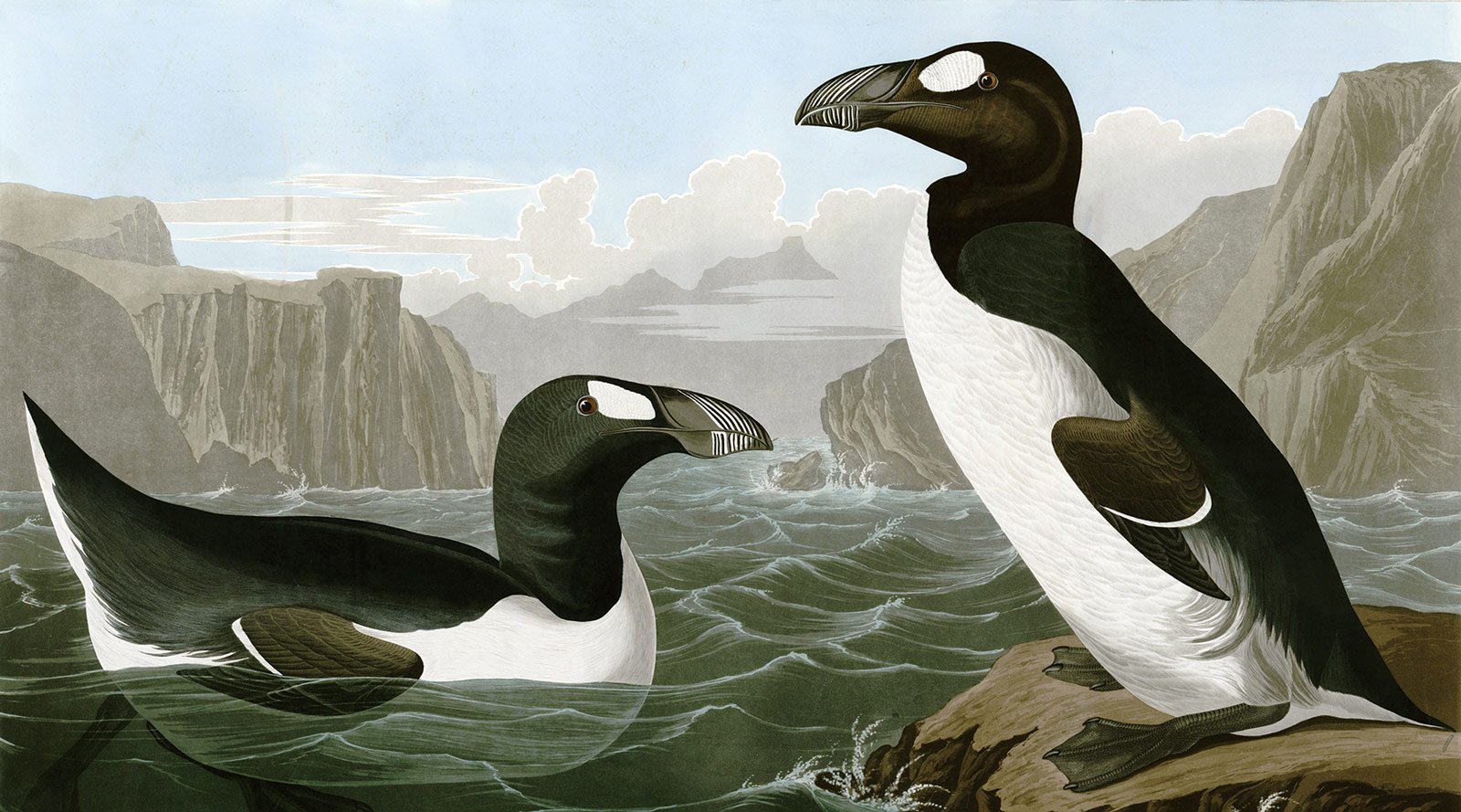 An Account of the Decline of the Great Auk According to One Who Saw It