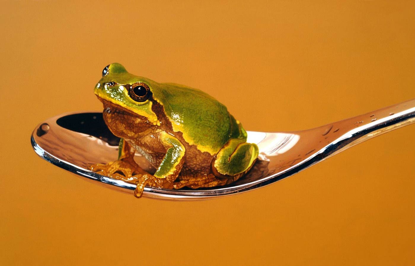 Batrachophiles and Batrachophobes