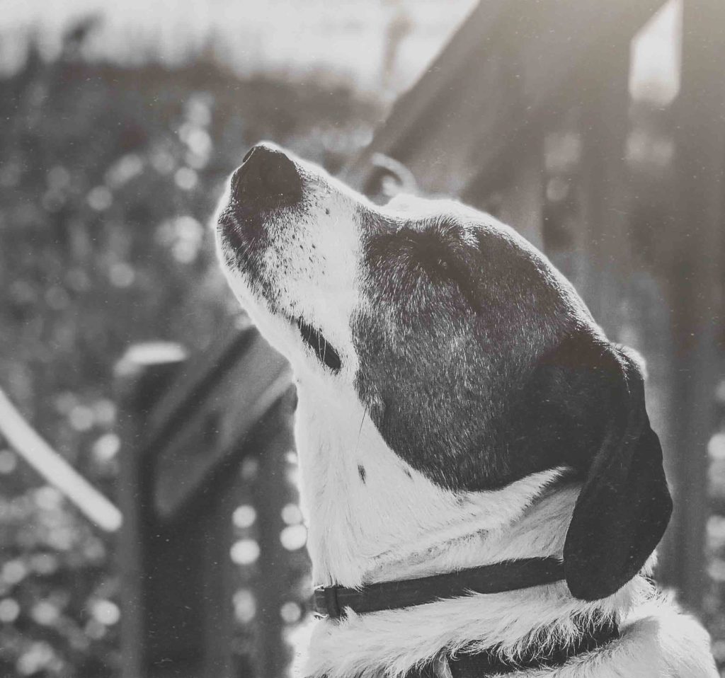 Dogs Know Those Who Dig Graves