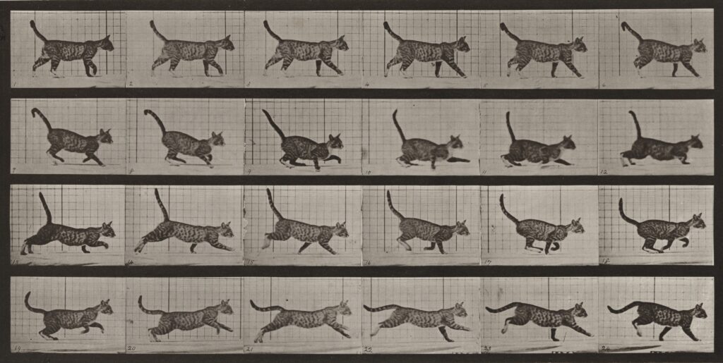 Japanese Watches and Egyptian Cats