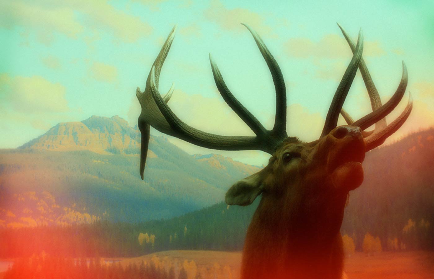 The Deer in the Dream