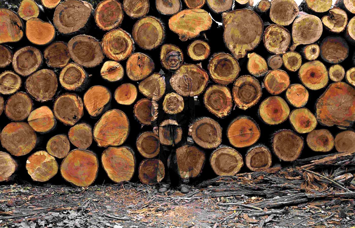 The Great Illusion at Klingenreiter Lumber Sawmill and Woodworking Import Export