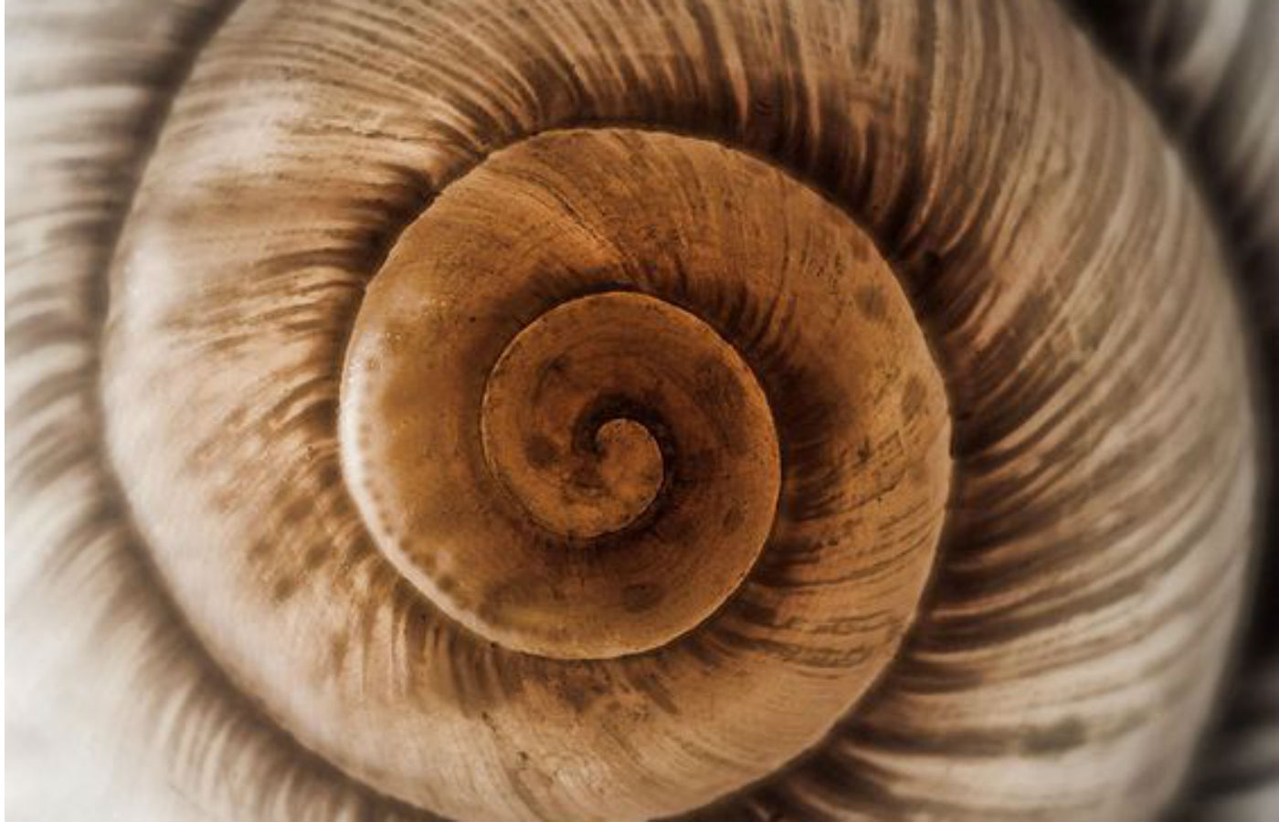 The Mark on the Wall