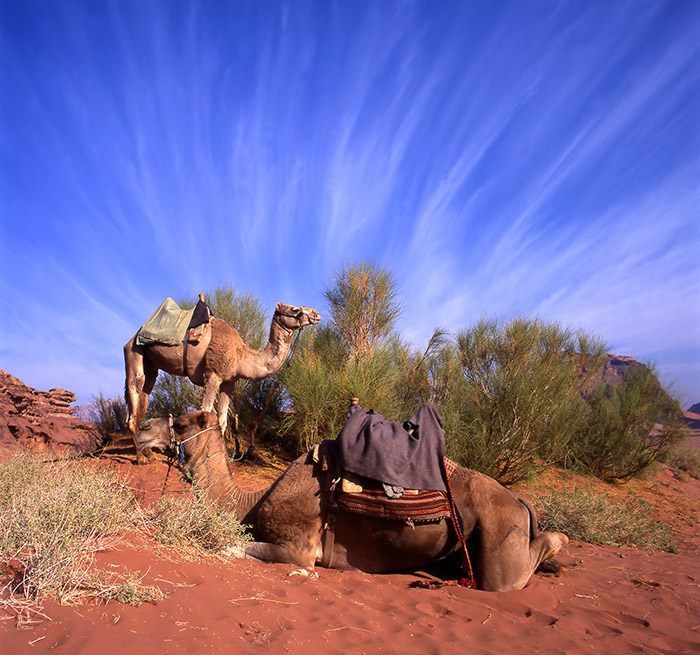 The Nightmare a Chapter from a Novel